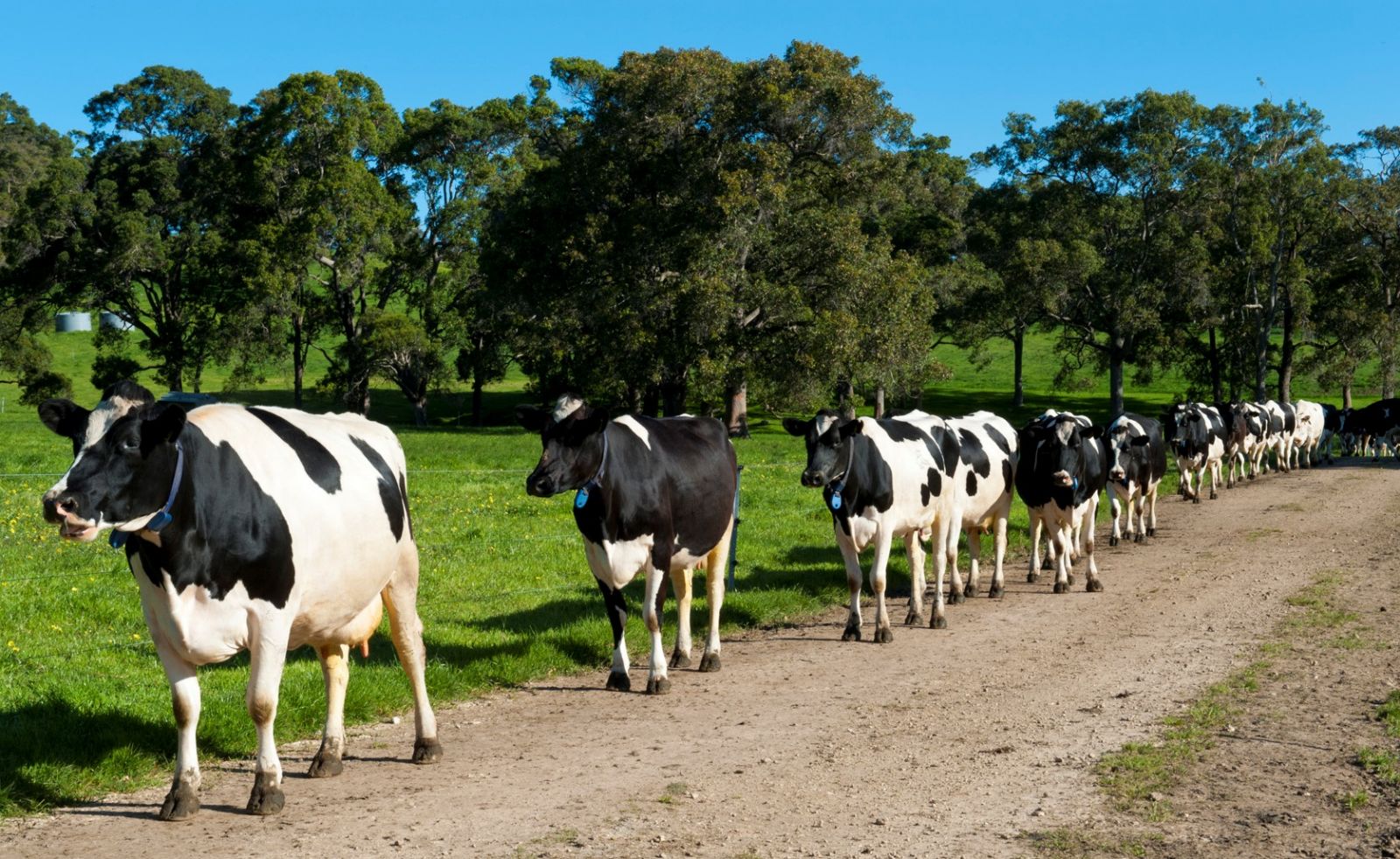Nutrition Responsibility to Animals